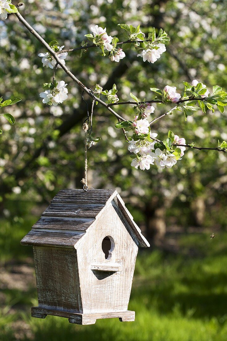 Bird house on apple tree