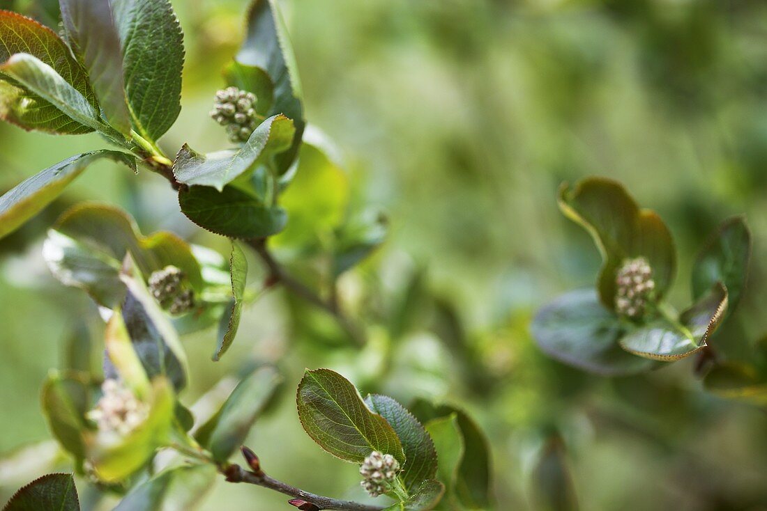 Aroniastrauch (Apfelbeere) mit Blüten