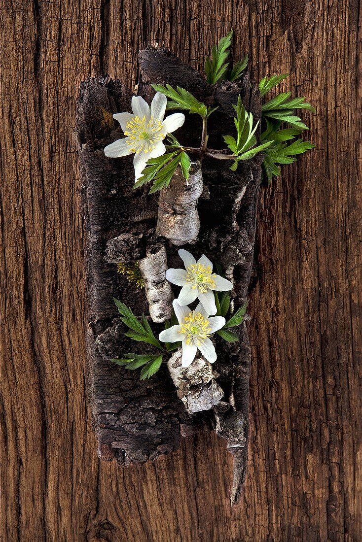 Decorative arranegement of birch bark and wood anemones