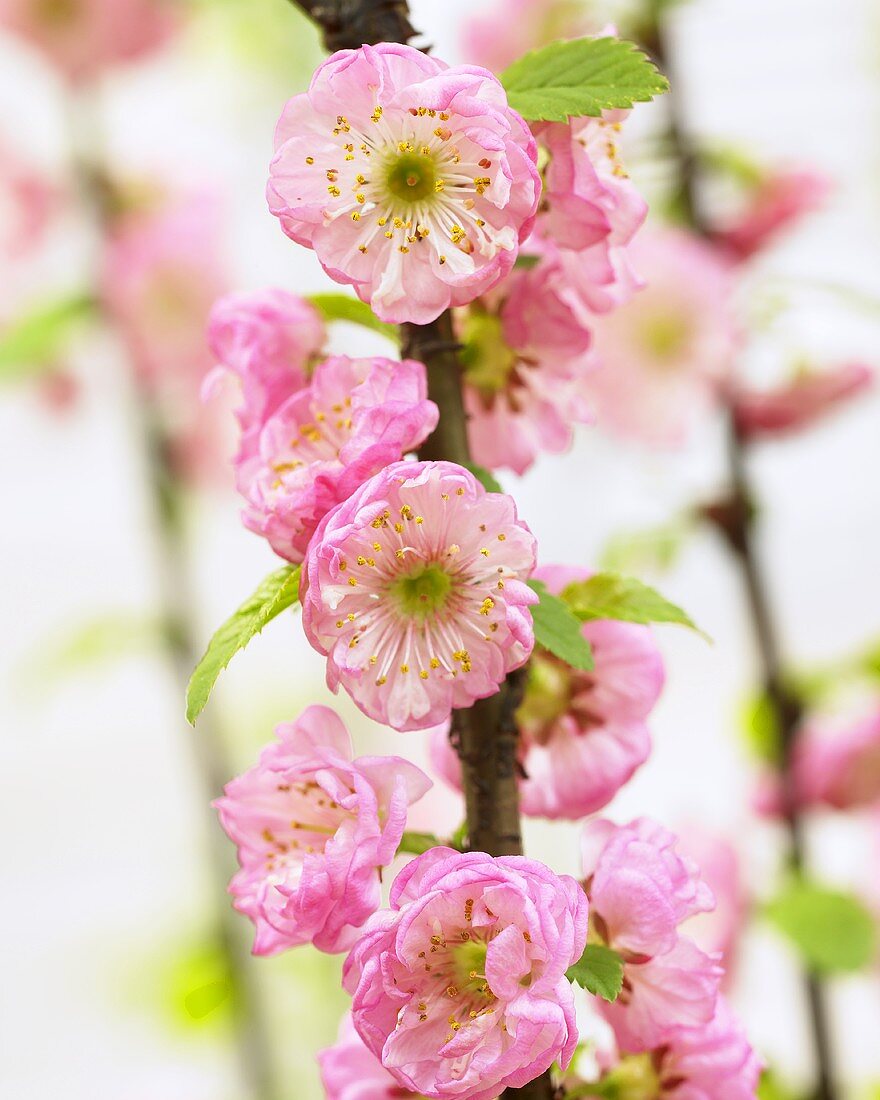 Blüten des Mandelbäumchens (Prunus triloba)