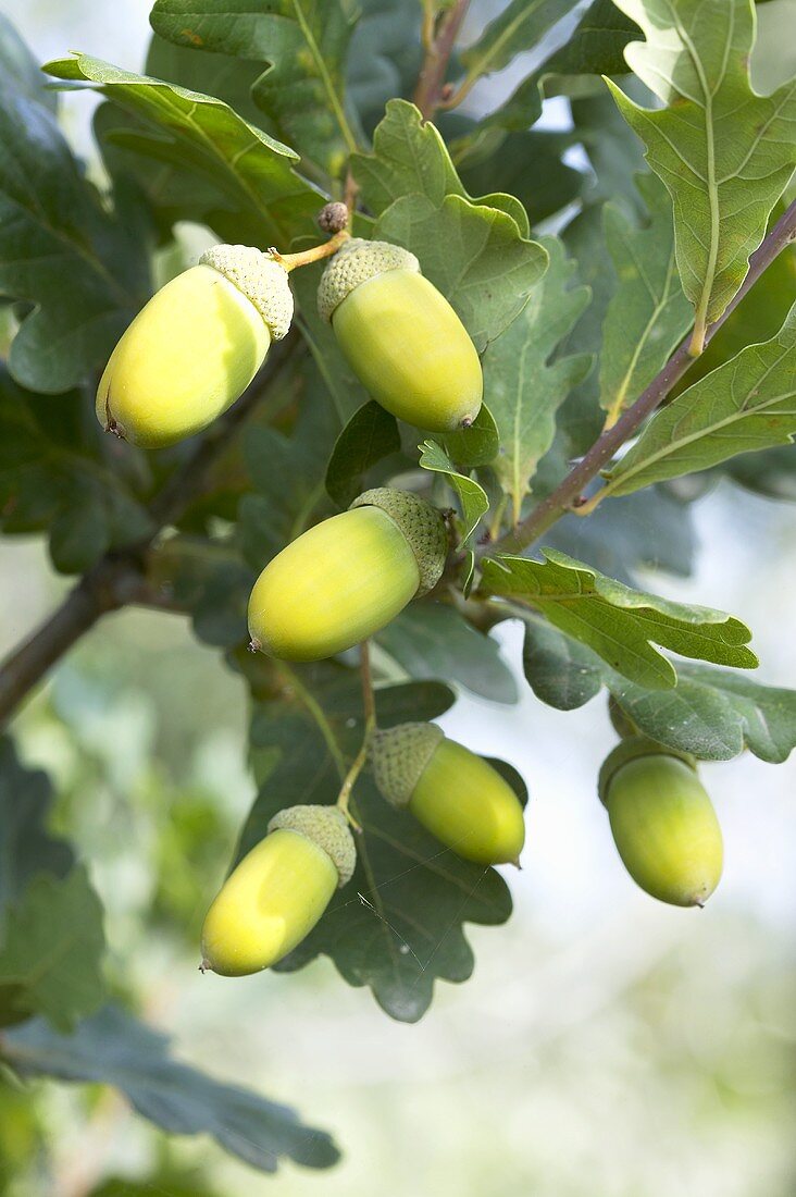 Eichel am Baum (Säuleneiche, Quercus robur Fastigiata Koster)