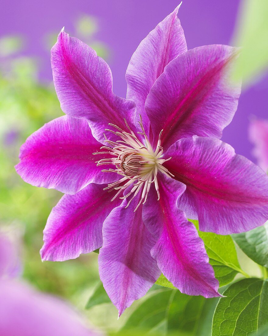 Clematis, variety: Dr. Ruppel
