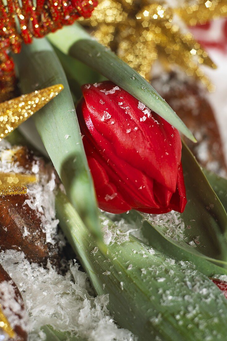 Rote Tulpe, Sorte: Brilliant Star, als Weihnachtsdeko