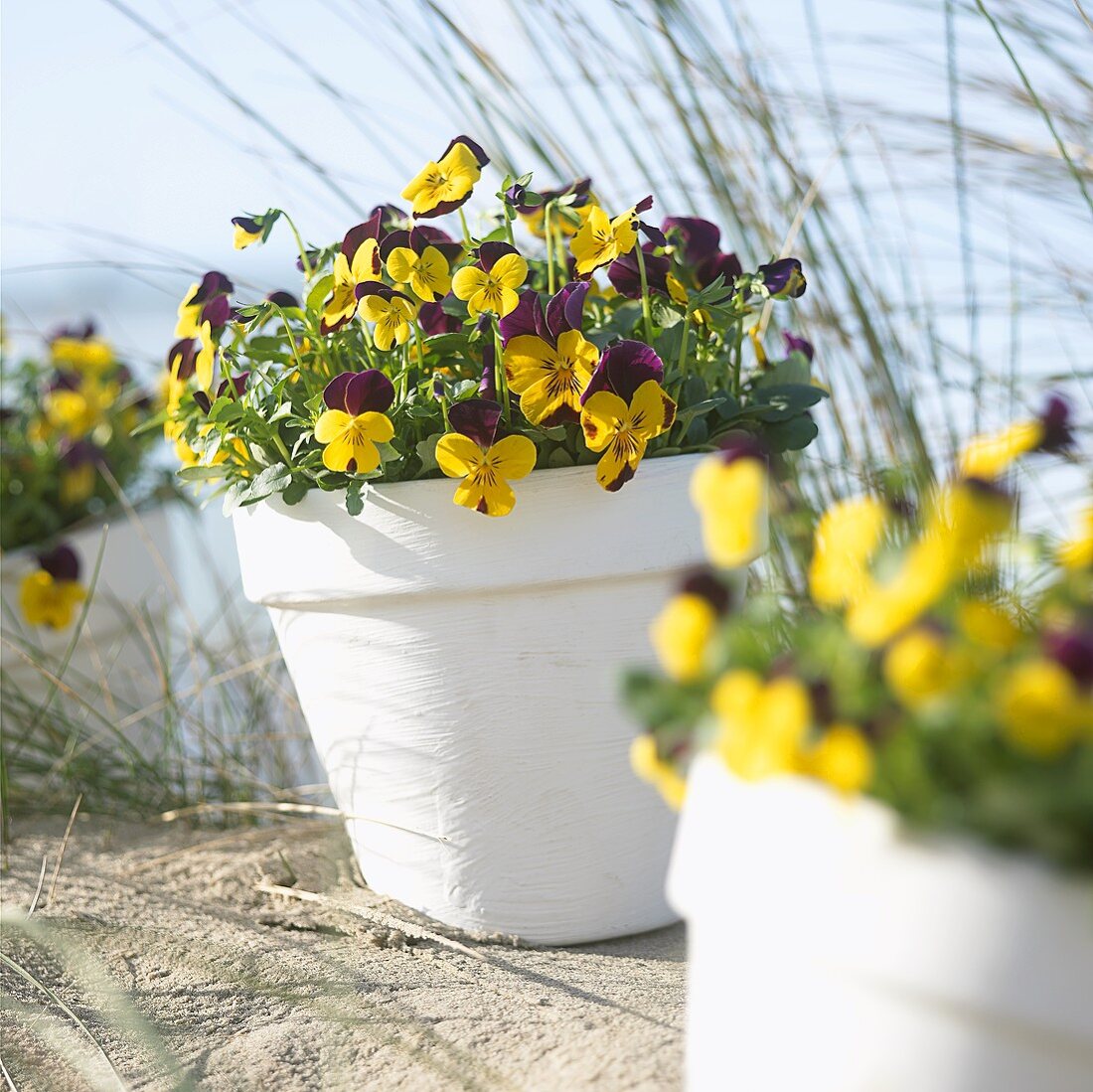 Pansies (Viola) in flowerpots