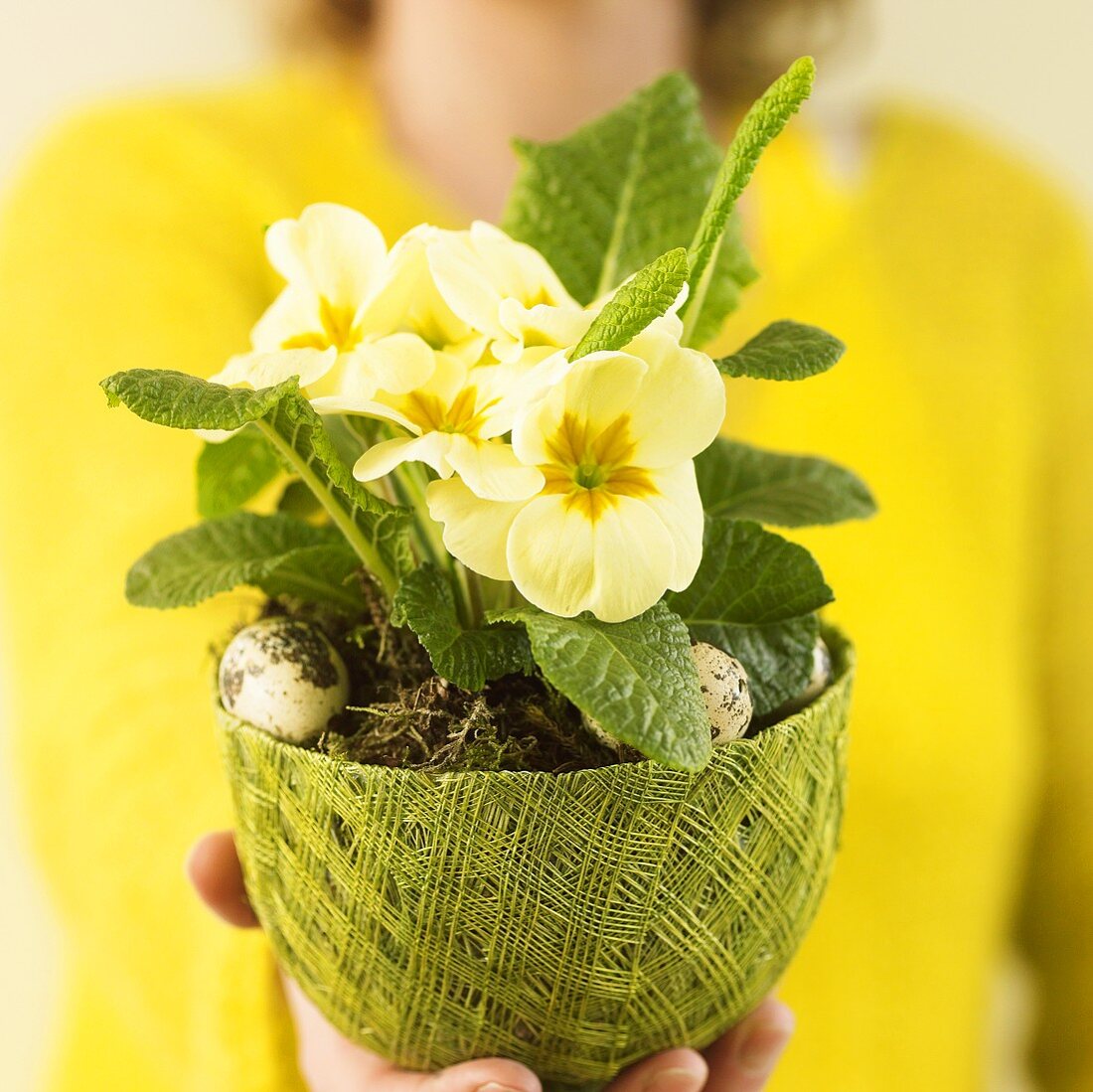 Hand hält Blumentopf mit Primeln und Wachteleiern