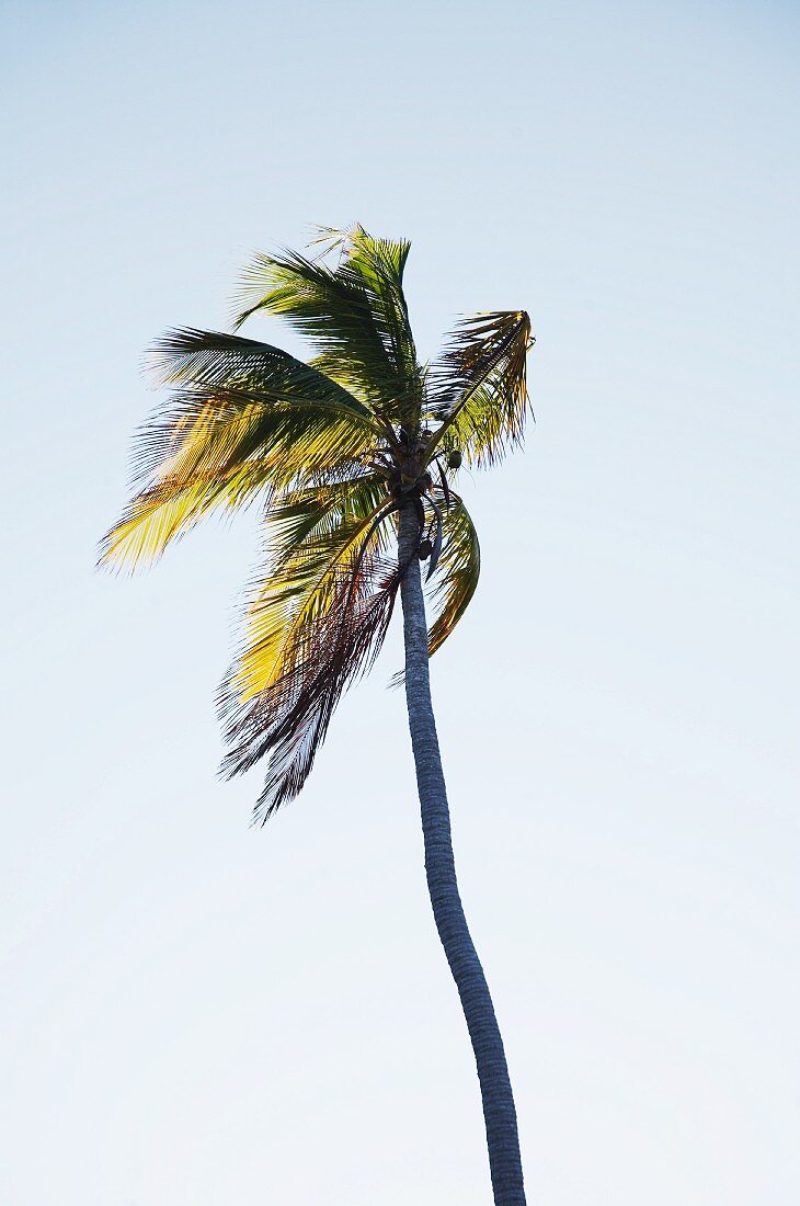 A palm tree