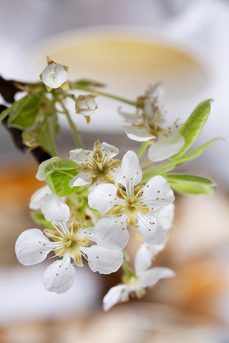 Pear blossom (table decoration, close-up)