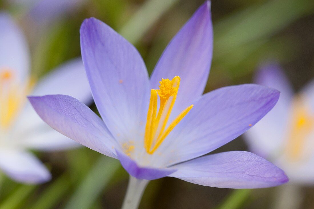 Krokusblüte