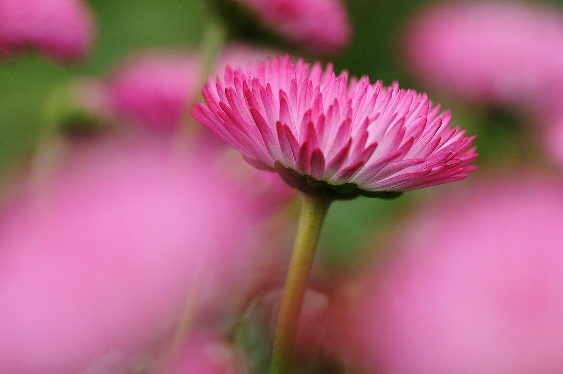 A pink daisy (bellis perennis)