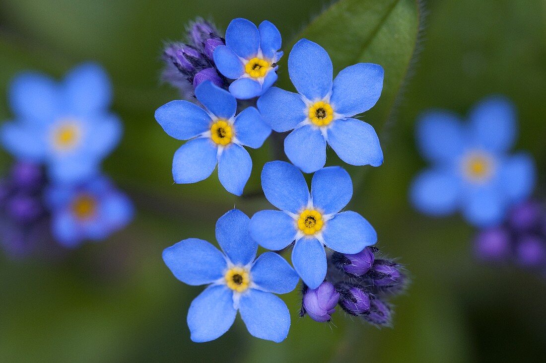 Forget-me-not (close-up)