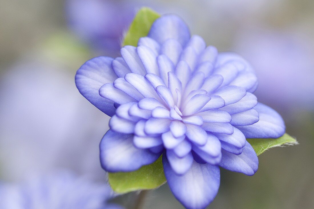 A Japanese liverwort flower (hepatica)