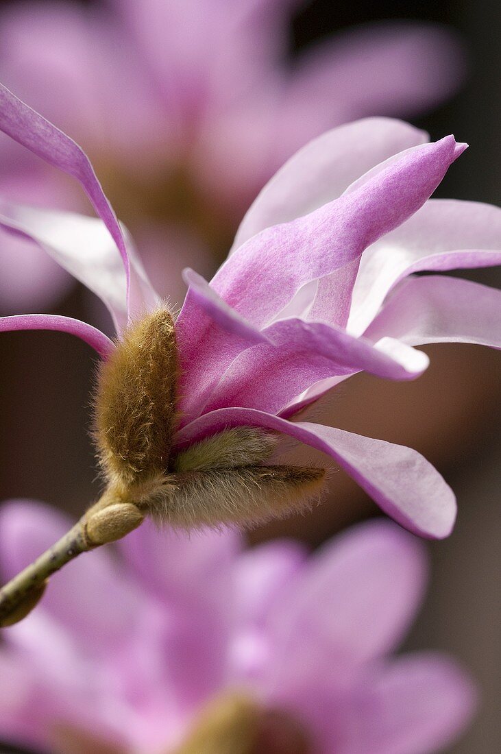 A pink star magnolia (Magnolia Loebneri Leonard Messel)