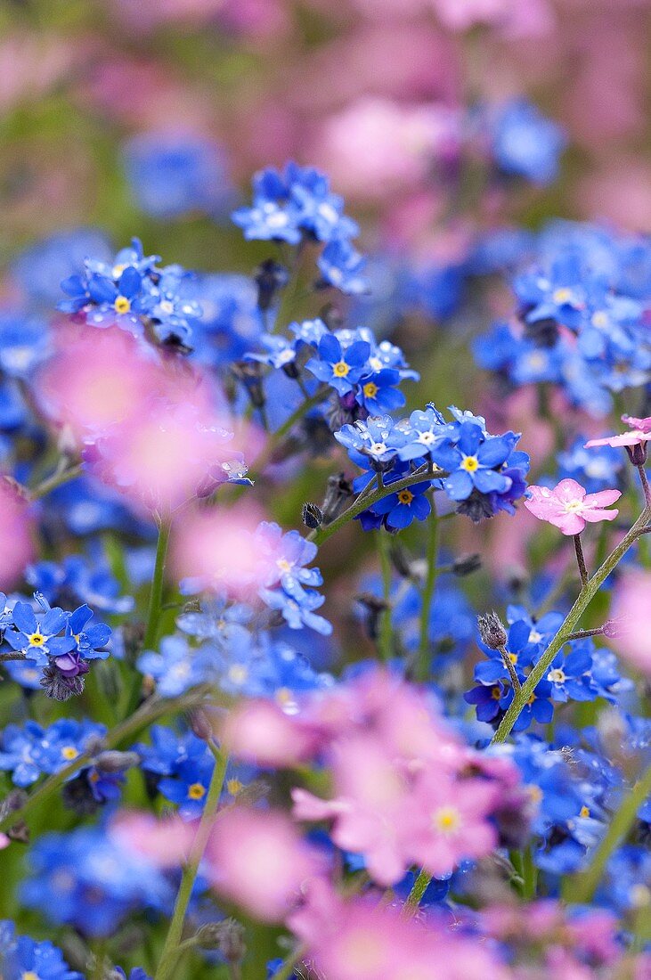 Vergissmeinnicht (Myosotis)