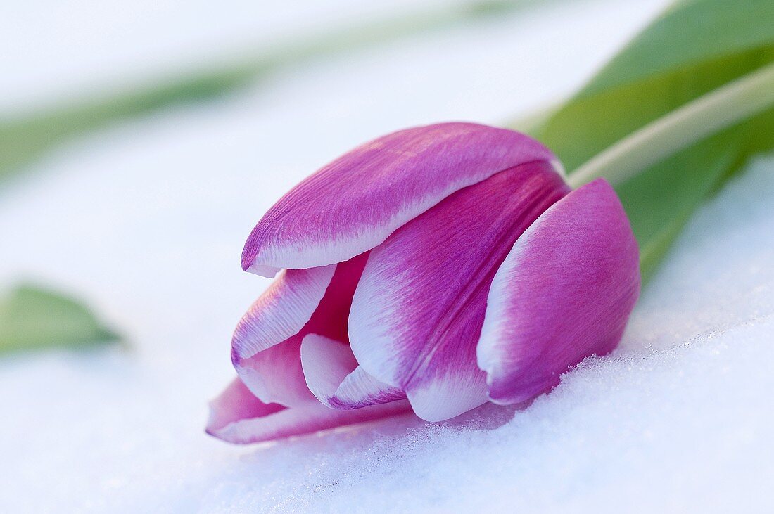 A pink tulip in snow