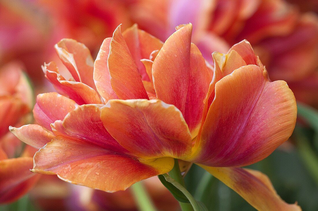 Orangefarbene Tulpen der Sorte 'Willem van Oranje'
