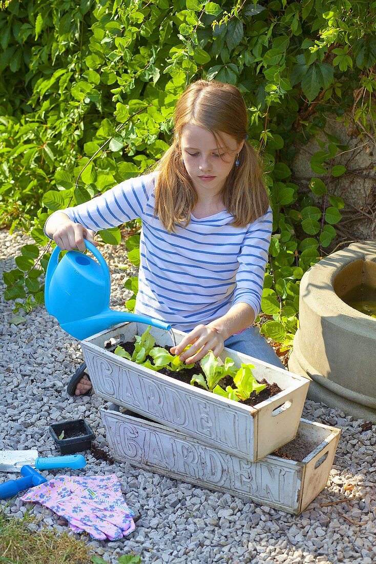 Mädchen giesst eingepflanzte Salatpflanzen im Blumenkasten