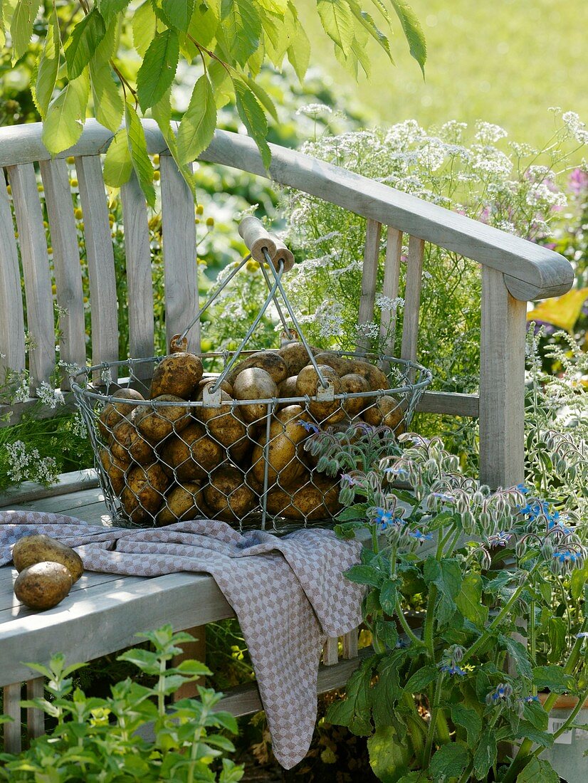 Frisch geerntete Kartoffeln im Drahtkorb auf Gartenbank