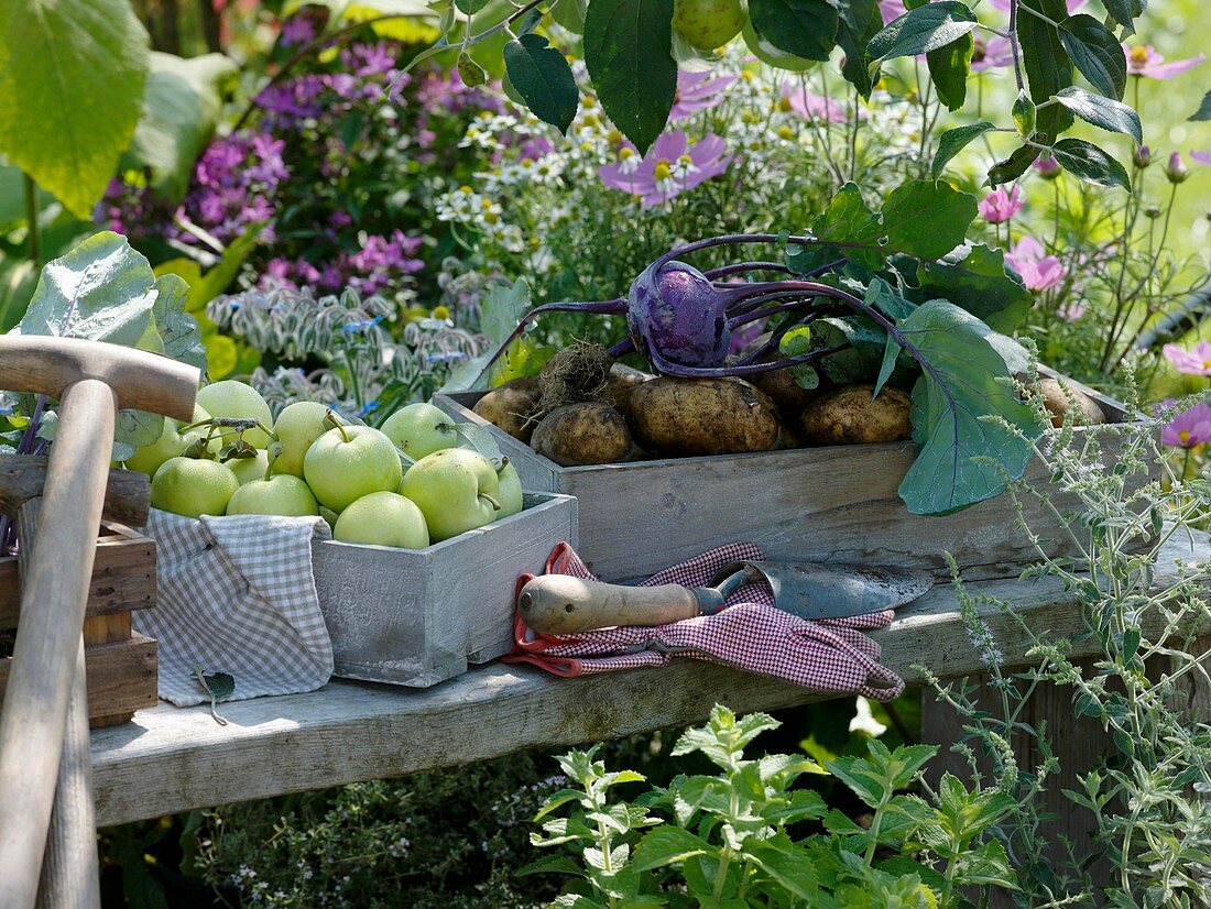 weiße Klaräpfel, Kartoffeln und Kohlrabi auf Gartenbank