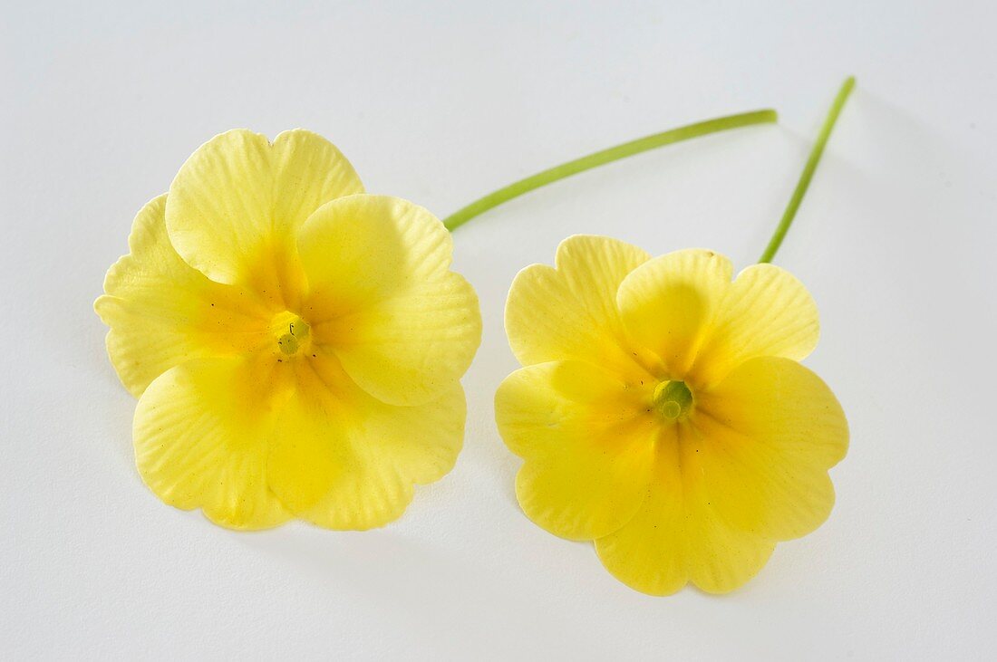 Frühlingsprimel (Primula vulgaris syn. acaulis)