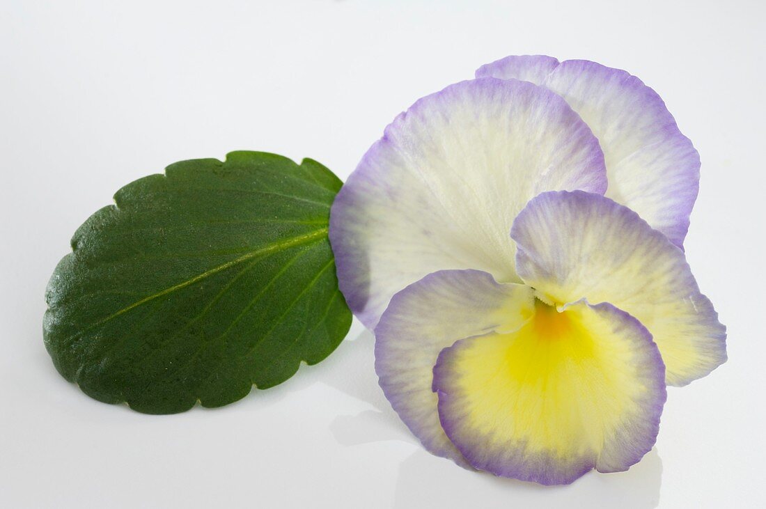 Hornveilchen (Viola cornuta 'Etain')