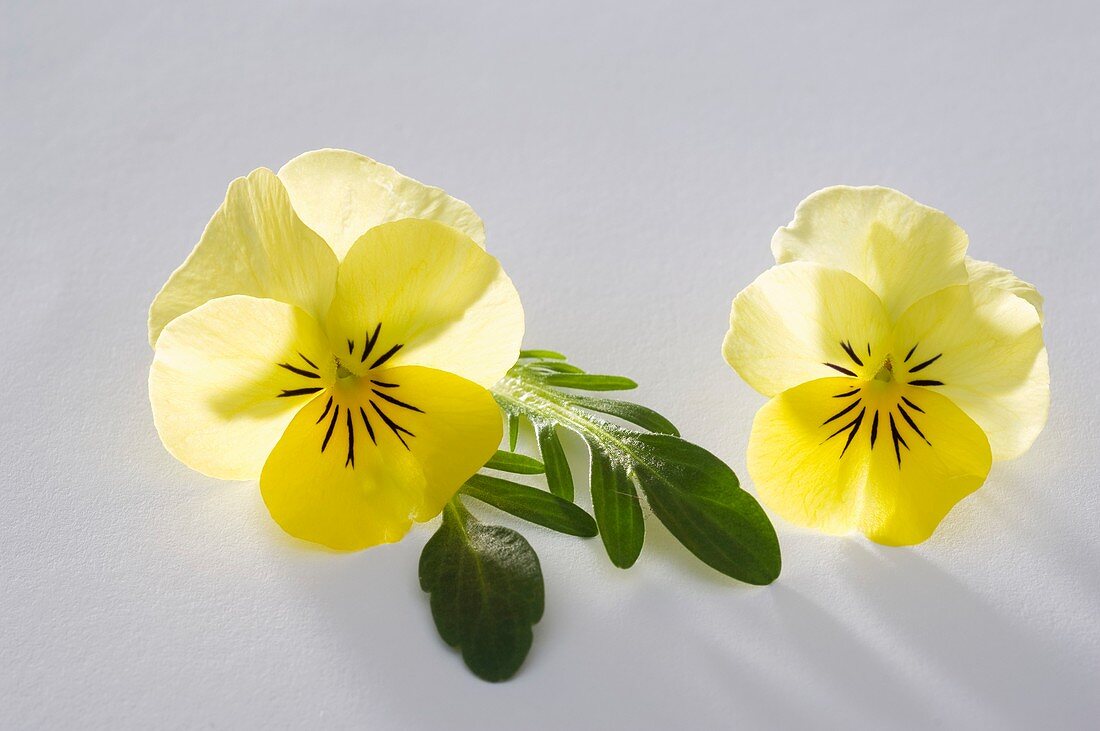 Hornveilchen (Viola cornuta 'Twix Yellow')