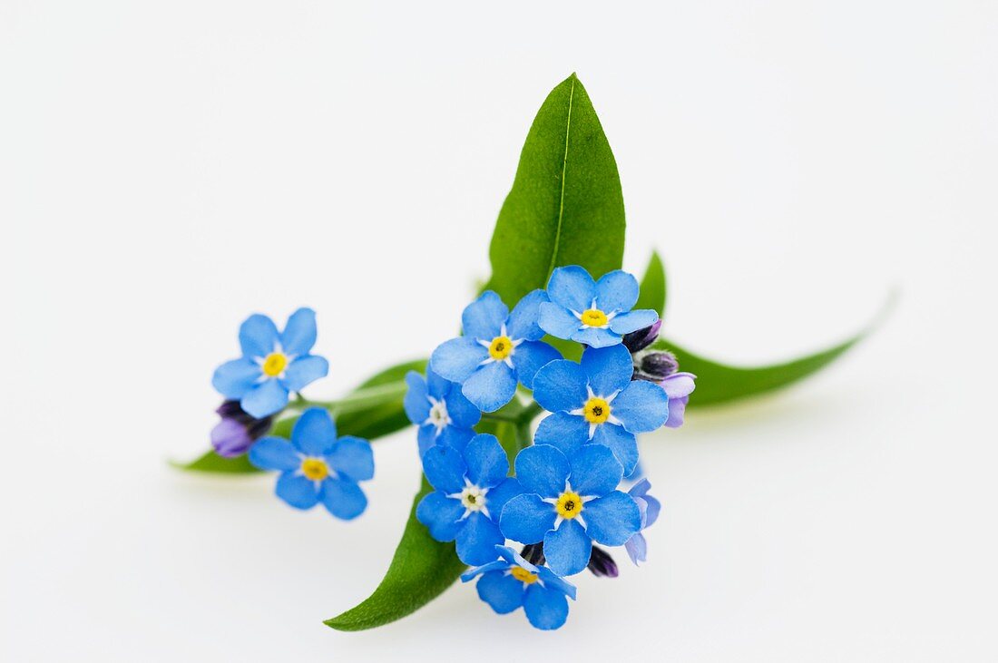 Vergissmeinnicht (Myosotis 'Myomark')