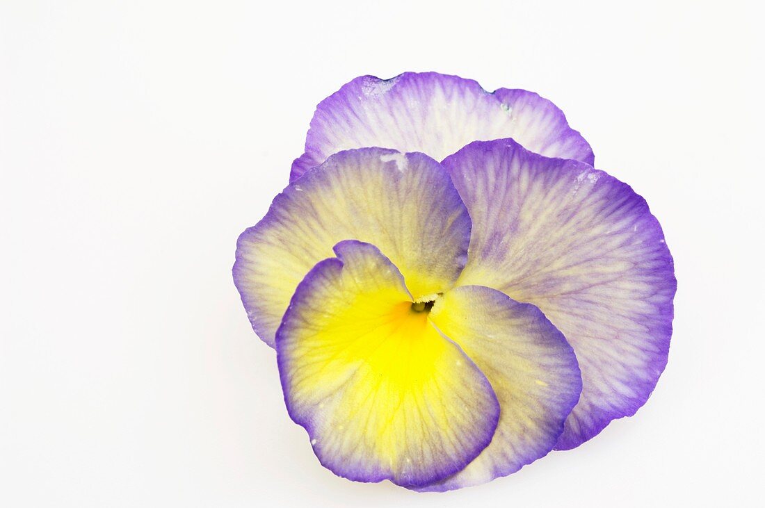 Hornveilchen (Viola cornuta 'Etain'), einzelne Blüte