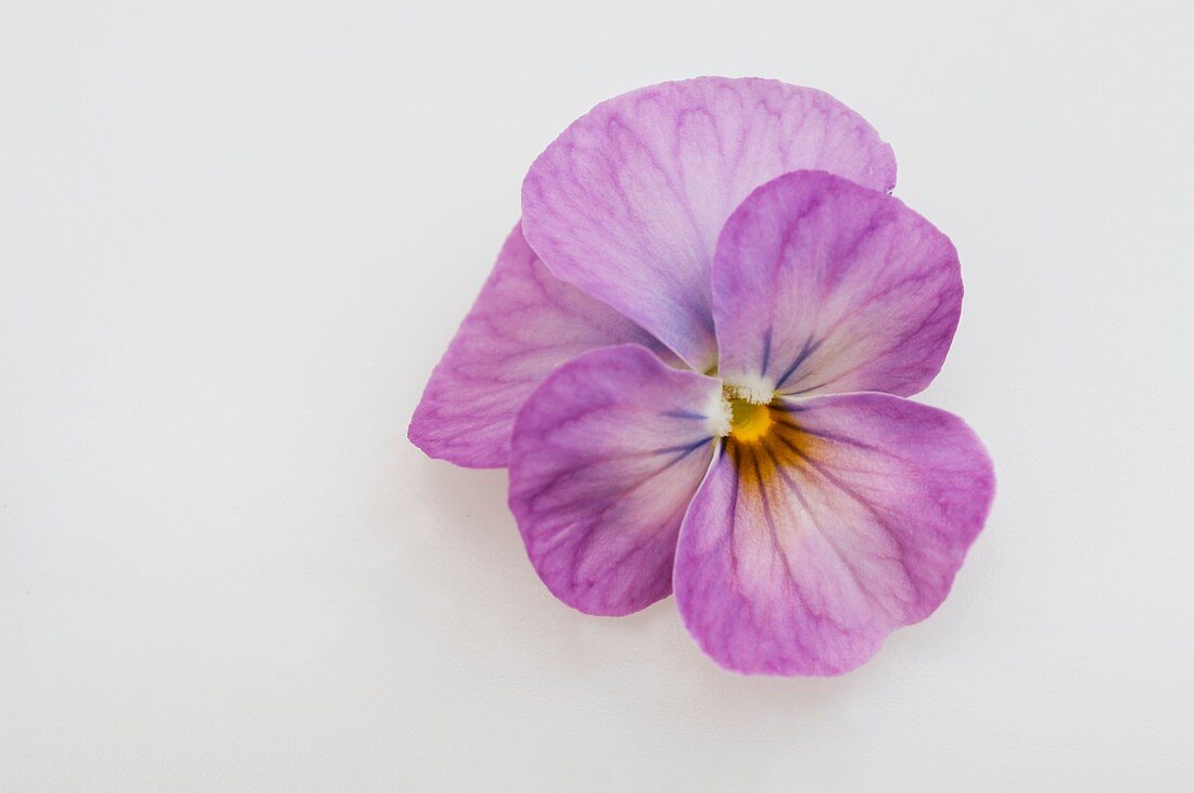 Horned violet flower (Viola cornuta)