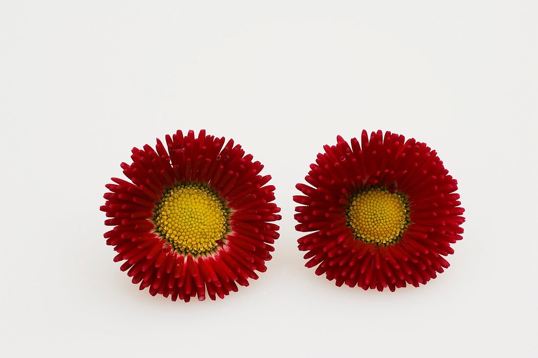 Tausendschön (Bellis perennis Rusher Red), einzelne Blüten