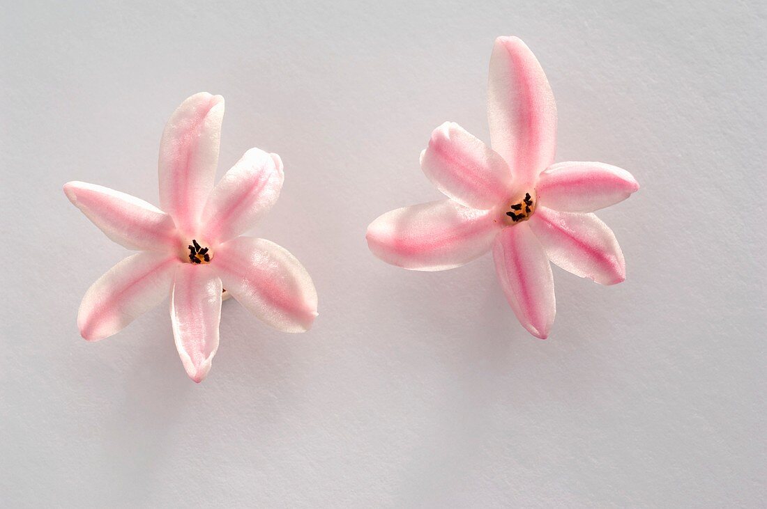 Hyazinthen (Hyacinthus orientalis), einzelne Blüten