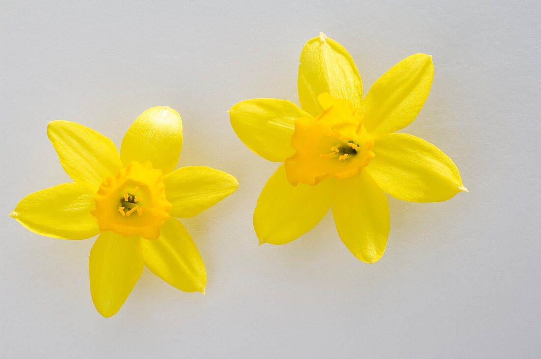 Narzissen (Narcissus 'Tete a Tete'), einzelne Blüten