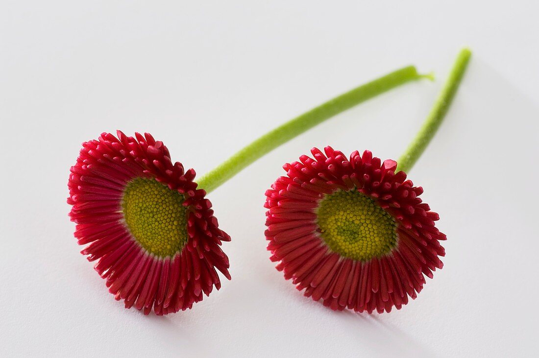 Red Bellis (variety 'Rusher Red')