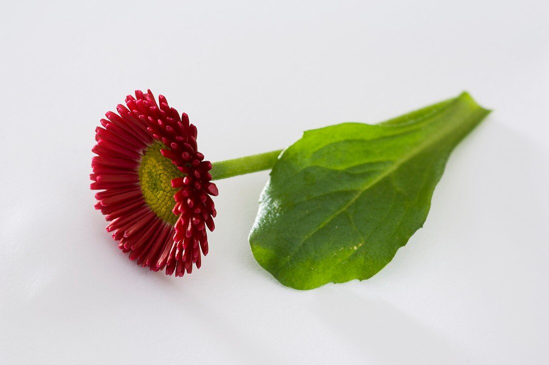 Red Bellis (variety 'Rusher Red')