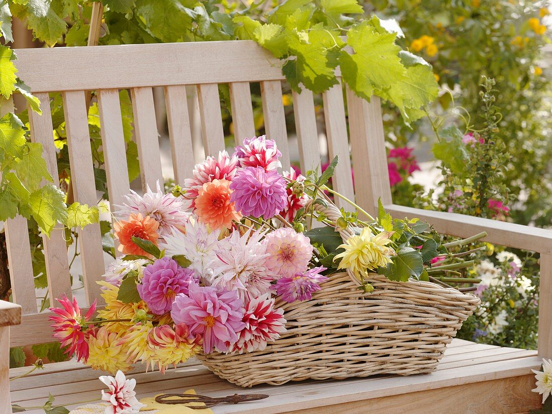 Basket of dahlias on garden seat