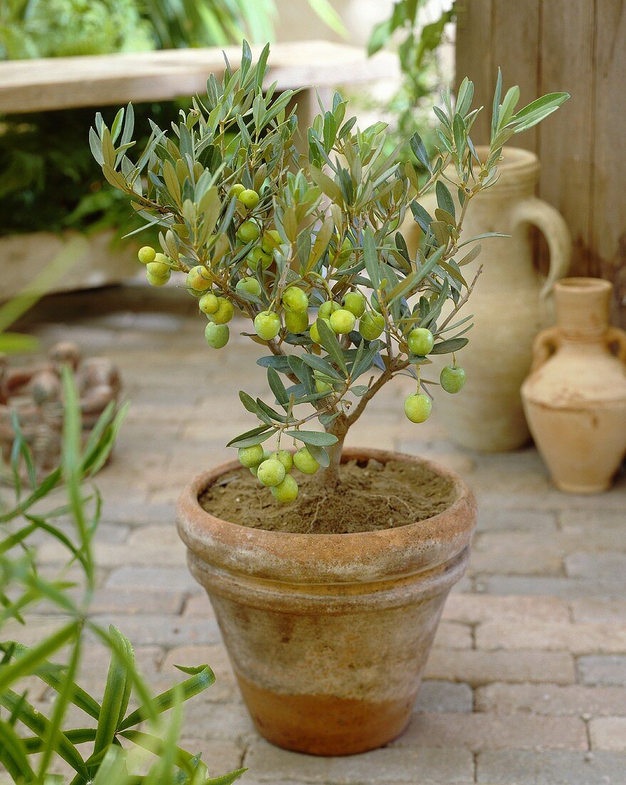Olivenbäumchen im Terracottatopf