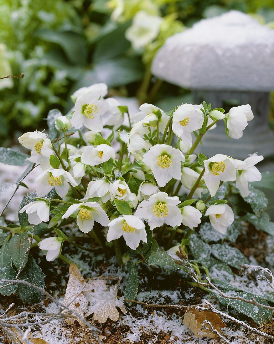 Schneerosen (Helleborus niger)