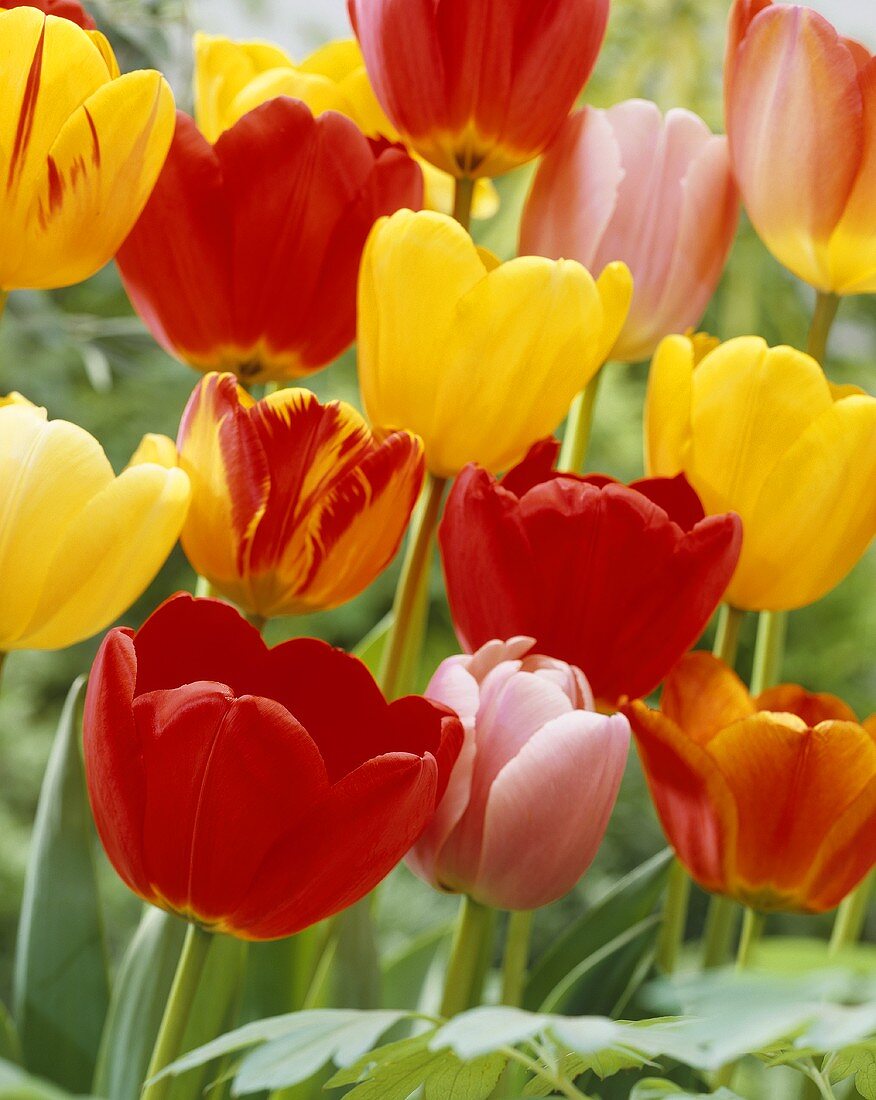 Tulpen in rot und gelb, dazwischen rosa