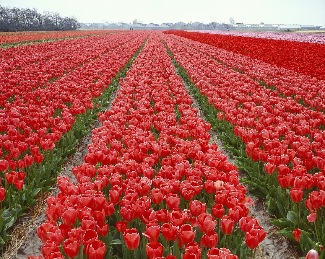 Large tulip field