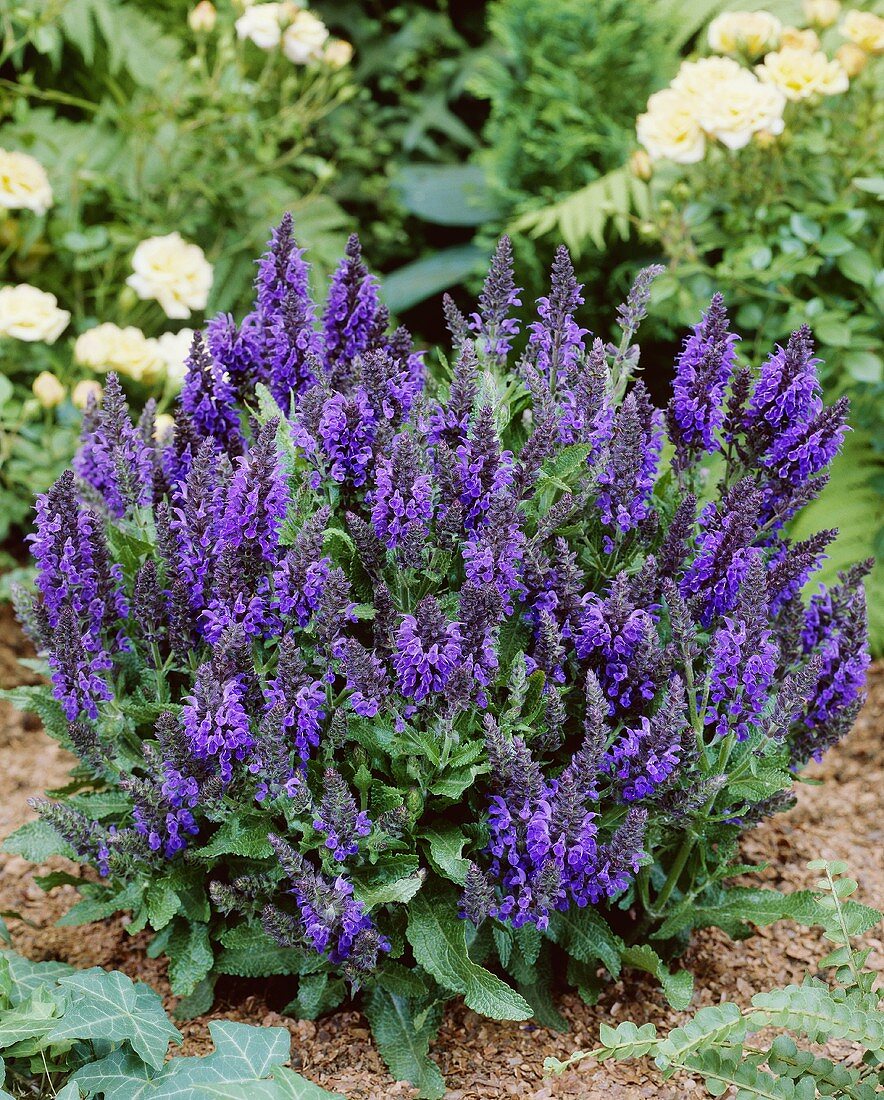 Blauvioletter Hain-Salbei (Salvia nemorosa)