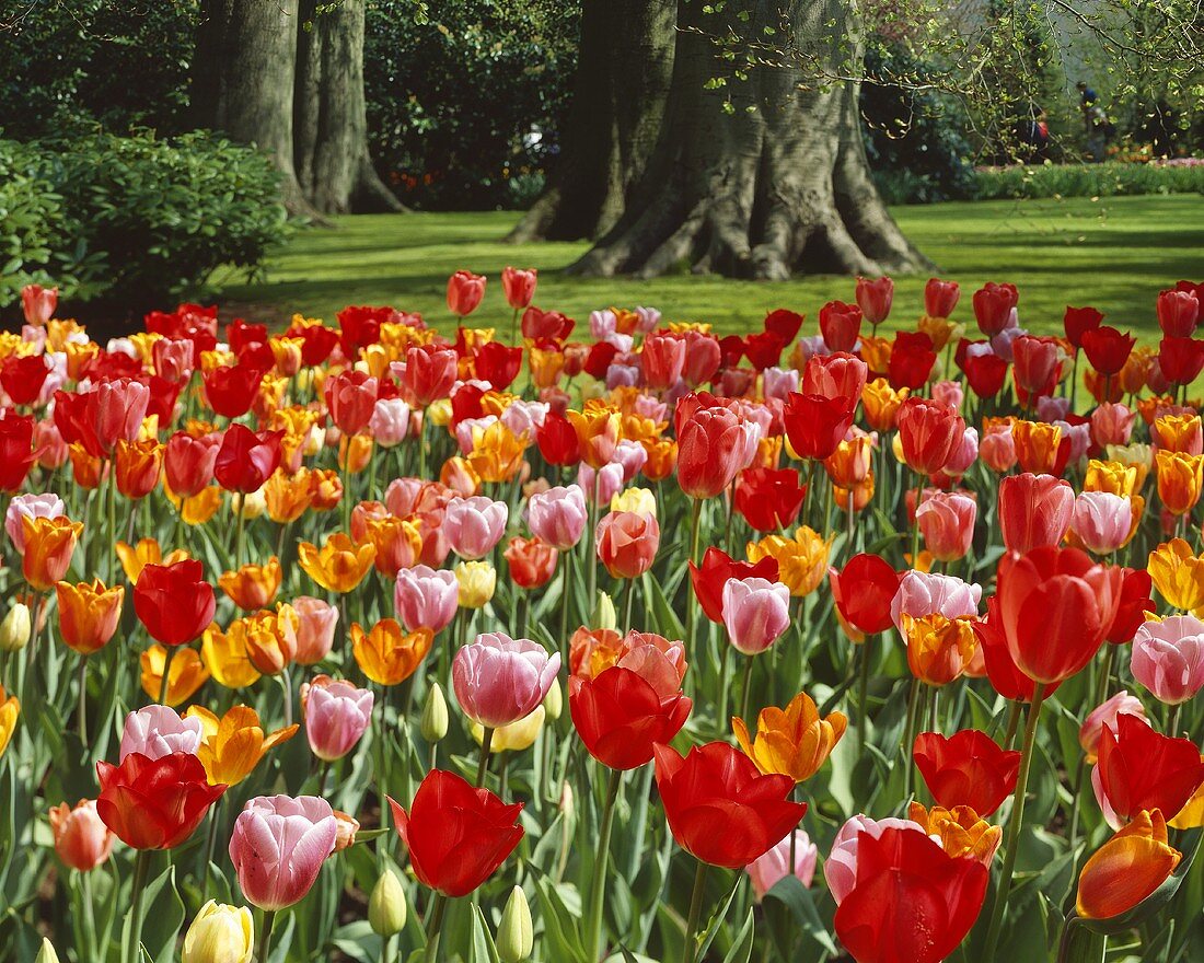 Mixed tulips in park