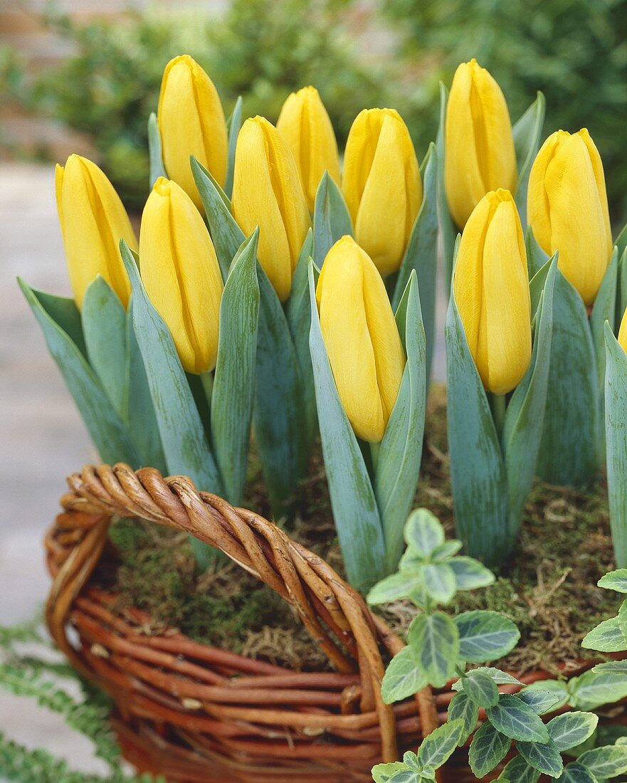 Yellow tulips, variety 'Mini Star', in basket