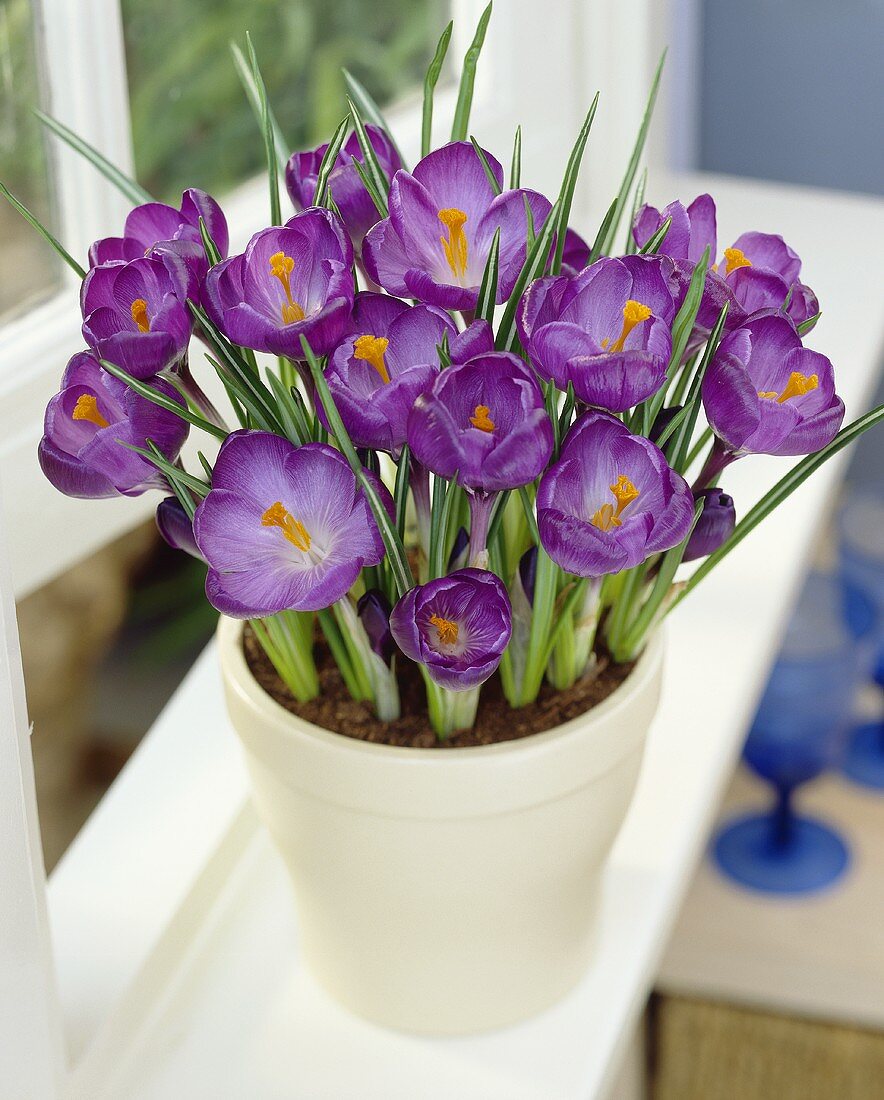 Purple crocuses in flowerpot (Crocus vernus 'Remembrance')