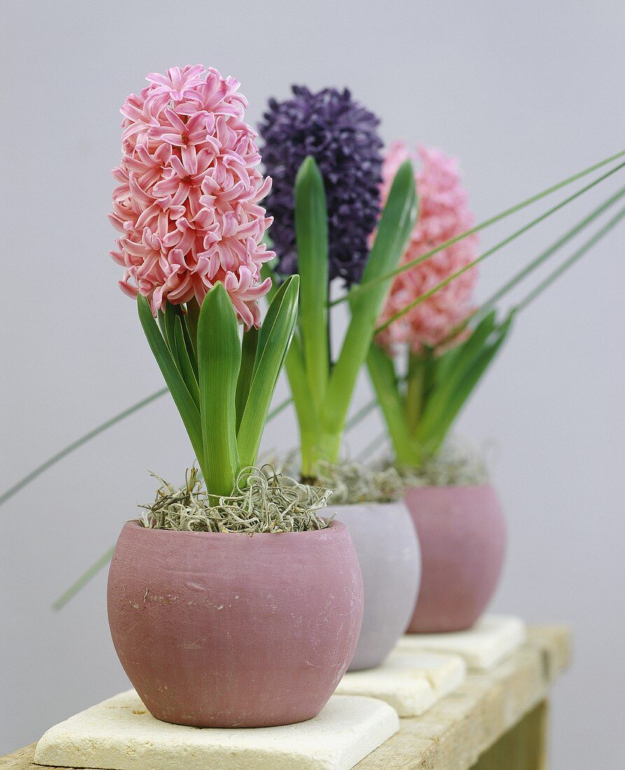 Hyacinths 'Pink Diamond' and 'Crystal Palace' in flowerpots