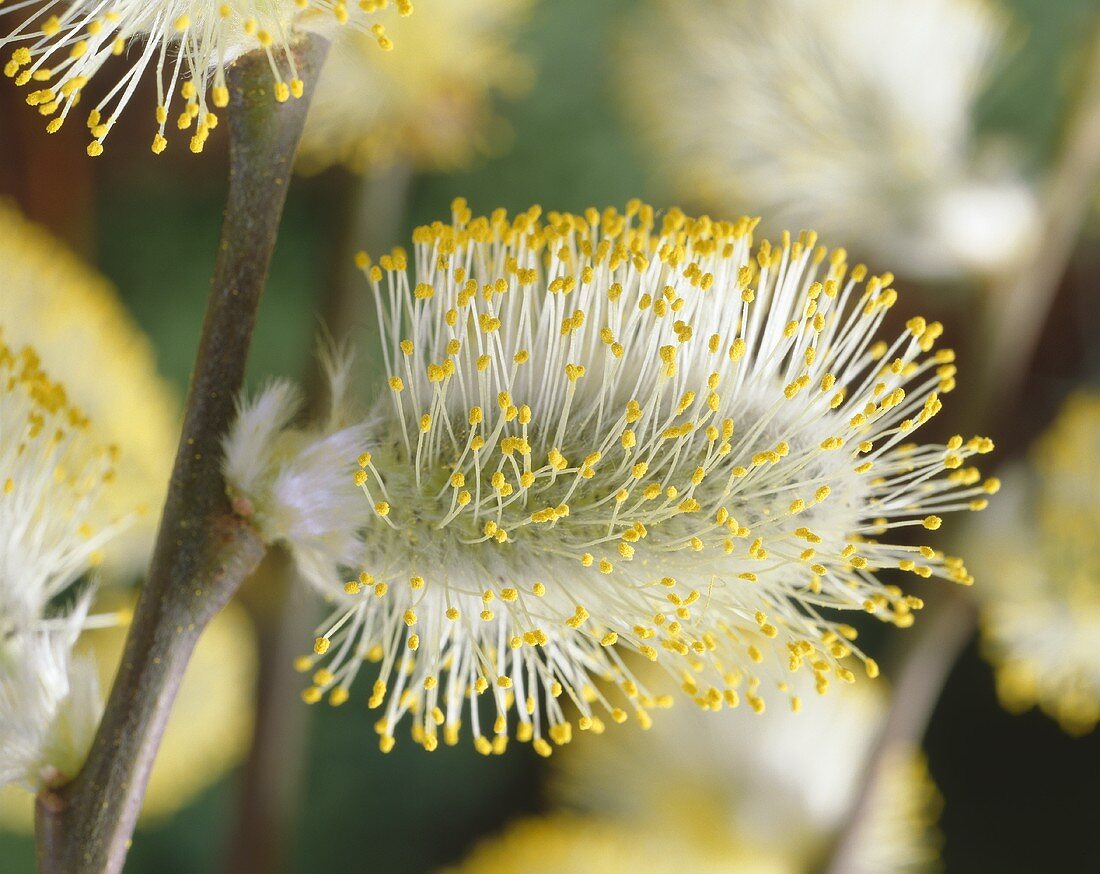 Blühendes Weidenkätzchen der Hängekätzchen-Weide (Salix caprea Kilmarnock)
