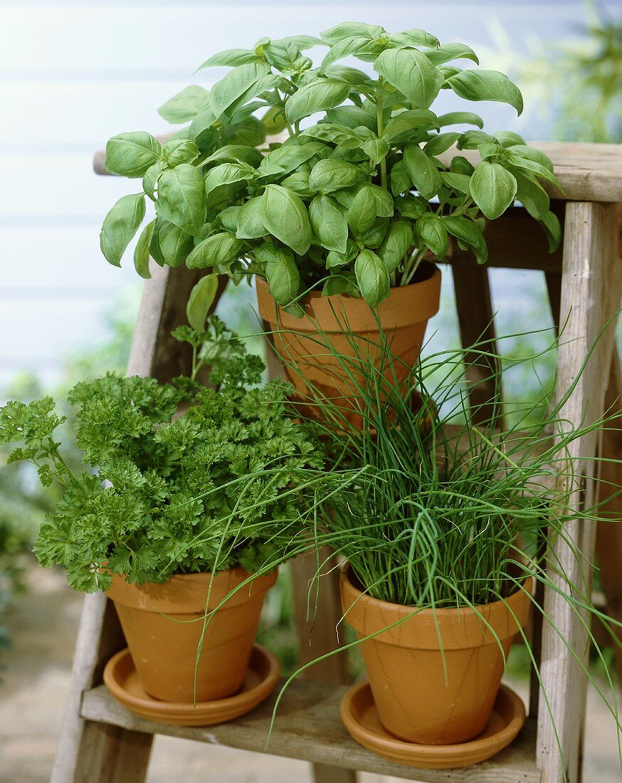 Parsley, basil and chives in flowerpots