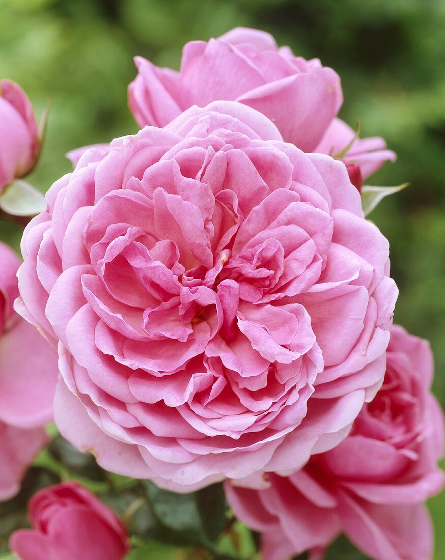Eine 'Berleburg'-Rose
