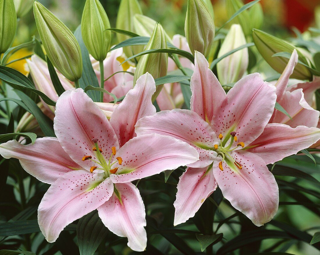 'Bellevue' lilies