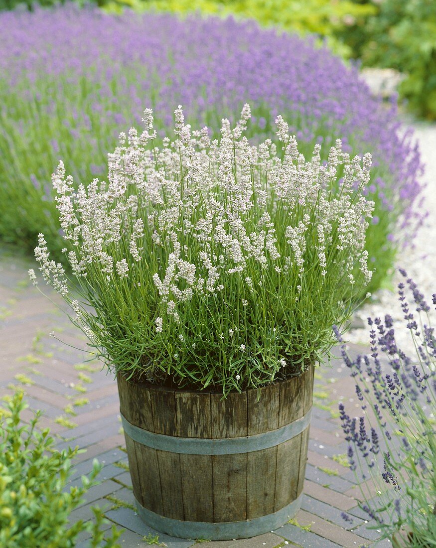 Lavender, variety 'Coconut Ice' in tub