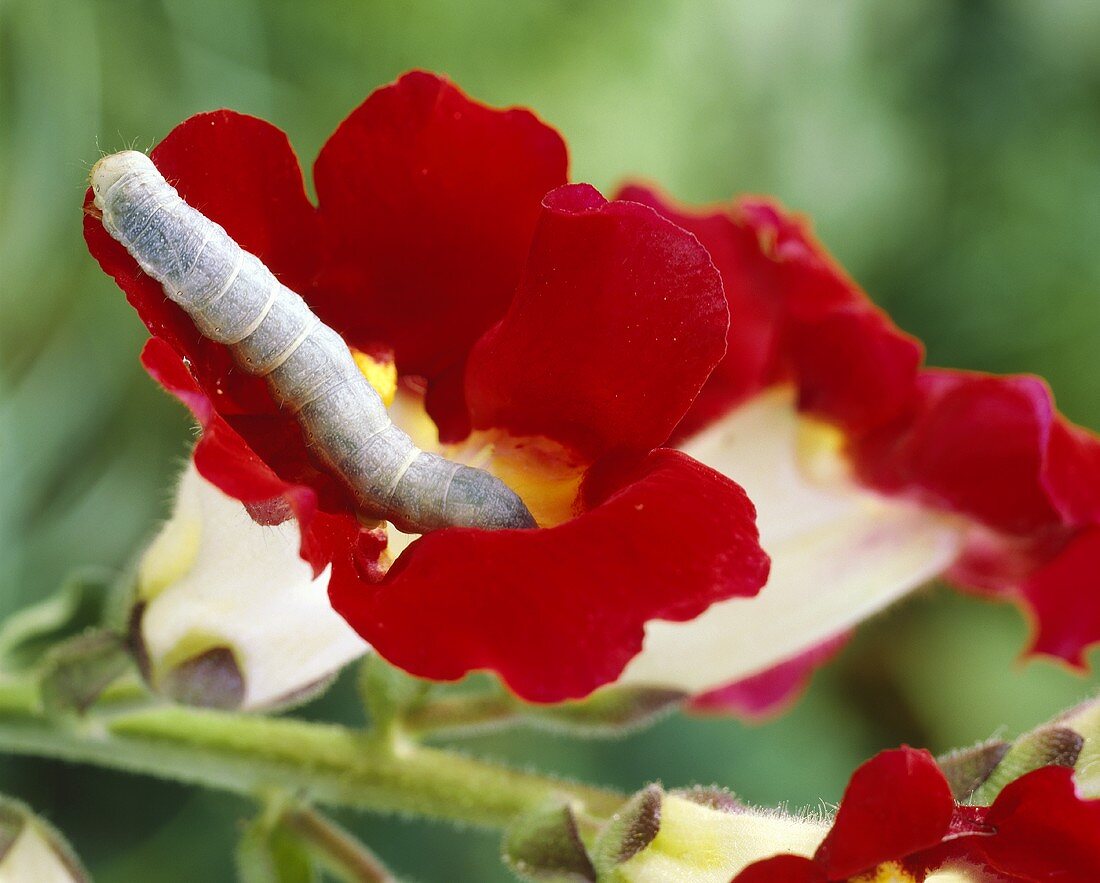 Kleine Raupe in der Blüte