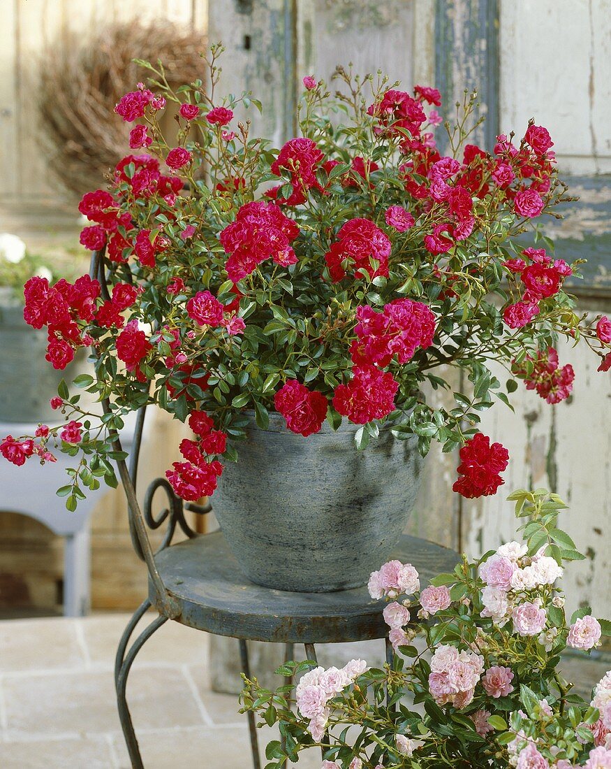'Red Fairy' roses in pot